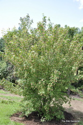 Acer ginnala 'Flame' — photo 2